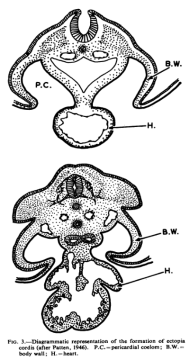 Przekroje przez zarodek (góra – ty, grzbiet); Przysze powoki ciaa (BW) zamykaj si, pozostawiajc rozwijajce si serce (H) na zewntrz; http://thorax.bmj.com/content/thoraxjnl/17/2/159.full.pdf