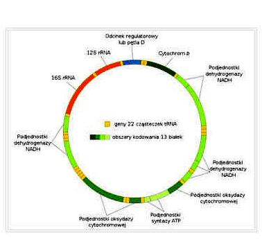 Genom mitochondrialny czowieka; CC BY-SA 4.0; http://commons.wikimedia.org/wiki/File:Mitochondrialne_DNA_pl.svg