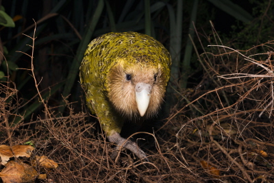 Kakapo (Strigops habroptilus) noc, Codfish Island, Nowa Zelandia. Zdjcie: Stephen Belcher, Minden Pictures, Corbis