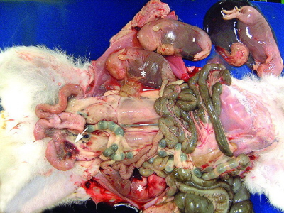 Ciąża brzuszna u samicy królika związana z pęknięciem lewego rogu macicy (strzałka); http://www.reproduction-online.org/content/131/4/631.full