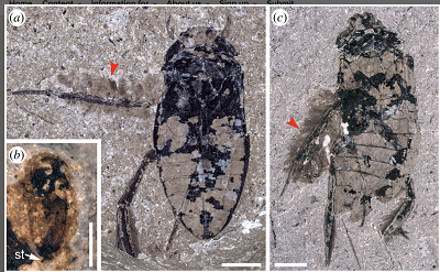 Figure 2 [excerpt]. Brooding in Karataviella popovi. (a) General habitus of egg-carrying specimen (NIGP177390). (b) Details of egg (NIGP177447). (c) General habitus of egg-carrying specimen (NIGP177445). Scale bars: 2 mm in (a,c,d); 1 mm in (f–h), 500 µm in (b,e)