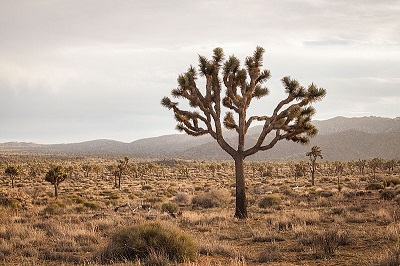 Jukka krótkolistna © Joshua Tree National Park, Wikimedia Commons: