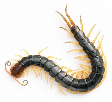 <span>Scolopendra subspinipes mutilans, Yasunori Koide, Wikipedia, </span>https://en.wikipedia.org/wiki/Chinese_red-headed_centipede