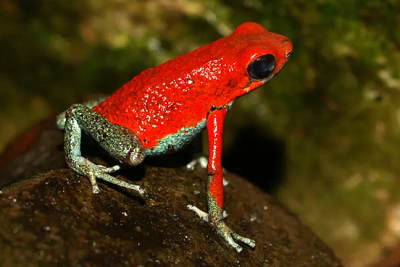 Moja aba, Atelopus coynei, take rzuca si w oczy i moe by toksyczna, ale niezbyt wiele o tym wiemy