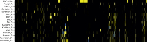 Ilustracja 5: Regiony dziedzictwa neandertalskiego w chromosomie 12 w osobniku Ust-Ishim i pitnastu dzisiejszych nie-Afrykanach. Analiza oparta na SNP, gdzie genomy afrykaskie maj allele przodków, a genomy neandertalczyków maj allele zmutowane. Homozygotyczne allele przodków s czarne, heterozygotyczne allele zmutowane s óte, a homozygotyczne allele zmutowane s niebieskie. (Z Fu et al. 2014).