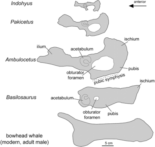 Koci miednicowe waleni. Z Thewissen et al 2009, Bioscience. dx.doi.org/10.1007/s12052-009-0135-2