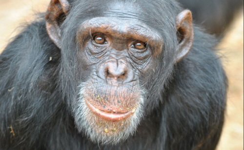 Mimi, szympansica z Eden Sanctuary. Zdjcie: Afrika Force CC BY 2.0
