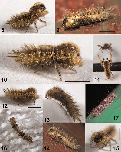 <span>(from paper): Figs 8–17: General appearance of live male of </span>Uroballus carlei<span> n. sp. (holotype ; 8–15) and the caterpillars of </span>Brunia antica<span> (Walker, 1854) (16, 17). Scale bars = 1 mm.</span>