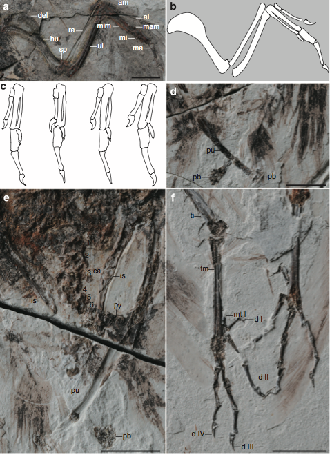 (From paper) Figure 3 | Detail anatomy of Archaeornithura meemannae gen. et sp. nov. (a) Photograph and (b) line drawing of the left wing, STM7-145, counter slab; (c) line drawing of hands of other hongshanornithids (not scaled; from left): Hongshanornis longicresta, Longicrusavis houi, Tianyuornis cheni, Parahongshanornis chaoyangensis; (d) STM7-163, counter slab; (e) STM7-163, main slab; (f) feet, STM7-163, main slab. Anatomical abbreviations: al, alular digit; am, alular metacarpal; ca, caudal vertebrae (six vertebrae counted); del, deltopectoral crest; d I–IV, pedal digit I–IV; hu, humerus; is, ischium; ma, major digit; mam, major metacarpal; mi, minor digit; mim, minor metacarpal; mt I, metatarsal I; pb, pubic boot; pu, pubis; py, pygostyle; ra, radius; sp, supracondylar process; ti, tibiotarsus; tm, tarsometatarsus; ul, ulna. Scale bars, 10 mm (a,f), 5 mm (d,e).