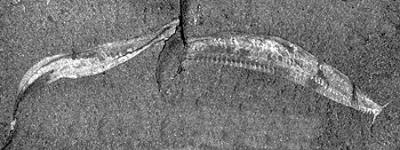 Pikaia gracilens, 3,8 cm długości. Mógł być blisko spokrewniony z przodkami wszystkich strunowców lub nawet kręgowców.