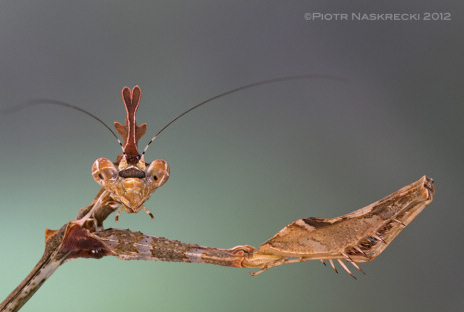 Portret Sibylla pretiosa – łatwo o wrażenie, że ten owad naprawdę myśli.