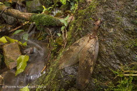 Samica dobsonfly w swoim naturalnym habitacie przy strumieniu w Parku Narodowym Tapanti na Kostaryce.