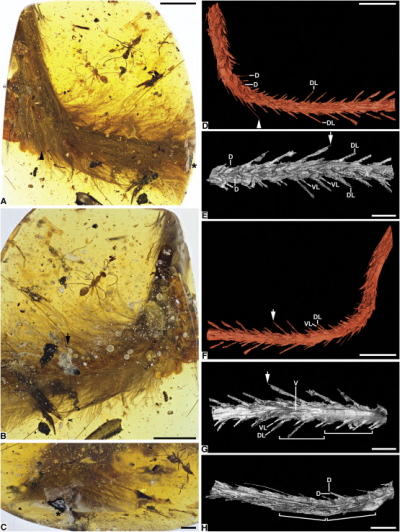 Photomicrographs and SR X-Ray μCT Reconstructions of DIP-V-15103 (A) Dorsolateral overview. (B) Ventrolateral overview with decay products (bubbles in foreground, staining to lower right). (C) Caudal exposure of tail showing darker dorsal plumage (top), milky amber, and exposed carbon film around vertebrae (center). (D–H) Reconstructions focusing on dorsolateral, detailed dorsal, ventrolateral, detailed ventral, and detailed lateral aspects of tail, respectively. Arrowheads in (A) and (D) mark rachis of feather featured in Figure 4A. Asterisks in (A) and (C) indicate carbonized film (soft tissue) exposure. Arrows in (B) and (E)–(G) indicate shared landmark, plus bubbles exaggerating rachis dimensions; brackets in (G) and (H) delineate two vertebrae with clear transverse expansion and curvature of tail at articulation. Abbreviations for feather rachises: d, dorsal; dl, dorsalmost lateral; vl, ventralmost lateral; v, ventral. Scale bars, 5 mm in (A), (B), (D), and (F) and 2 mm in (C), (E), (G), and (H).