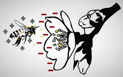 Fig.-1Ryc. 1. Elektryzujące spotkanie: dodatnio naładowana pszczoła zbliża się do ujemnie naładowanego kwiatu © Hooven et al ., 2019. Molecules 24, 4458 .