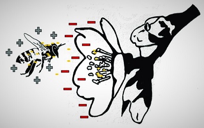 Fig.-1Ryc. 1. Elektryzujce spotkanie: dodatnio naadowana pszczoa zblia si do ujemnie naadowanego kwiatu © Hooven et al ., 2019. Molecules 24, 4458 .