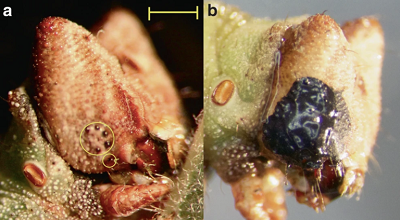 <span>(Fig. 1 from paper). Blindfolding of </span>B. betularia<span> larvae. a Final (sixth) instar </span>B. betularia<span> control caterpillar showing ring of five ocelli circled in yellow, and sixth ventral ocellus circled separately. b Example of a final instar larva with ocelli obscured by opaque black acrylic paint. Scale bar represents 1 mm</span>