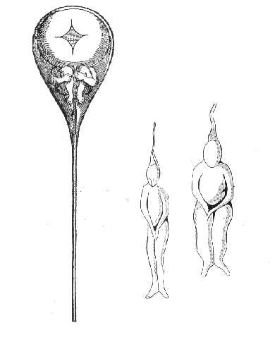 Maleki czowieczek wewntrz plemnika; Nicolaas Hartsoeker, 1695; domena publiczna, za Wikipedi