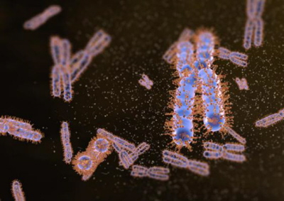 Chromosomy pokryte szczecin z Ki-67; (c)IMBA, http://de.imba.oeaw.ac.at/index.php?id=516