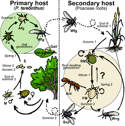 Fig. 1. Simplified diagram of the biannual life cycle of P. cimiciformis. Sexual reproduction takes place on P. terebinthus trees, its primary host, where up to five different morphs occur. Of these generations, three develop inside distinct galls that they induce in their host’s leaves. Toward the end of summer, the last generation born inside the galls consists of winged aphids that fly to the roots of several gramineous species, its secondary host. There, they initiate a succession of root-dwelling wingless parthenogenetic generations consisting of two morphs: the round (RM) and the flat (FM) morphs, respectively. These two morphs participate in mutualistic associations with ants of the genus Tetramorium. In summer, two winged morphs may appear. One disperses the clone to new grasses whereas, in regions where P. terebinthus is present, a second winged morph will fly back to the primary host to give birth to the sexual morphs. Afg, apterous fundatrigeniae; E, eggs; Fx, fundatrix; M, male; Sf, sexual female; Sxp, sexuparae; Wfg, winged fundatrigeniae; Wvg, winged virginoparae. The question mark denotes unclear phenology details during the root-dwelling phase (SI Text and Fig. S1).