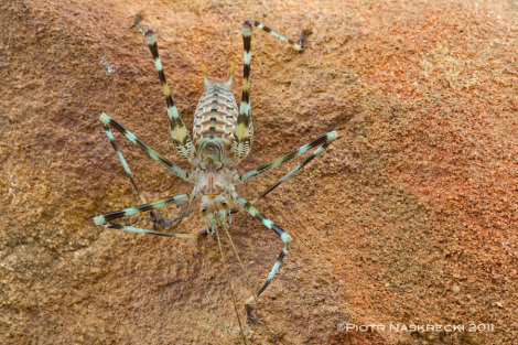 Pasikoniki jaskiniowe, przypominajce due pajki, wykazuj typowe cechy morfologiczne zwierzt jaskiniowych, które poruszajc si, polegaj gównie na informacji dotykowej.
