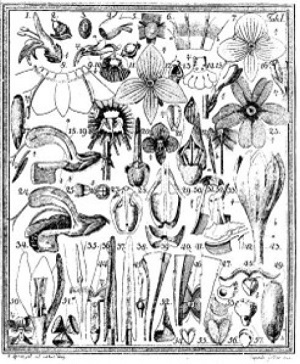 Strona Das entdeckte Geheimniss der Natur im Bau und in der Befruchtung der Blumen Sprengla („Sekret natury odkryty w budowie i zapylaniu kwiatów”), 1793 © Uwe Thobae, Wikimedia Commons: