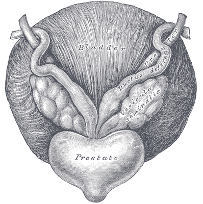 Prostata, nad ni pcherzyki nasienne z nasieniowodami i pcherz moczowy; Henry Vandyke Carter, H. Gray “Anatomy of the Human Body”, 1918; domena publiczna