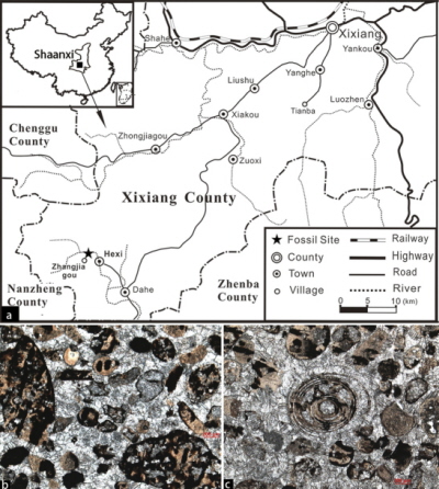 Caption from paper: Geographical location of horizon and its petrography. (836 KB) a, Locality map of the Zhangjiagou section, Xixiang, Shaanxi Province, China. In addition to Saccorhytus, the phosphatic limestone of Bed 2 of the Kuanchuanpu Formation in the Zhangjiagou section (see ref. 16) contains numerous small shelly fossils. b, c, Petrographic sections (plane-polarized light) of Bed 2 showing the phosphatic bioclastic grains, carbonate matrix and cements.