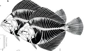 (From the paper): b, Reconstruction of Amphistium, showing sinistral (front) and dextral (back) individuals in the left lateral view (modified from ref. 20)