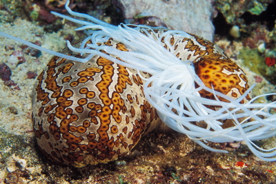 Ogórek morski (Bahadschia argus) bronic si wyrzuca swoje narzdy. Zdjcie WaterFrame, Alamy