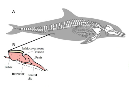 Dines et al, Evolution in press