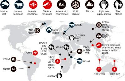 (From the article): Global distribution of locally adaptive traits. Adaptation to diverse environments during human evolution has resulted in phenotypes that are at the extremes of the global distribution. Fumagalli et al. have integrated scans of natural selection and GWAS to identify genetic loci associated with adaptation to an Arctic environment. ILLUSTRATION: A. MEAGAN RUBEL/UNIV. OF PENNSYLVANIA