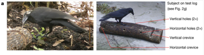 (Z artykułu): a. Ptaki używają narzędzi z patyków do wyciągnięcia pokarmu z eksperymentalnych pni