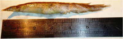 Szesnastocentymetrowego węgorzyka plamistego (Macrognathus pancalus) udało się wydobyć z oskrzela szesnastolatka zanim młodemu wędkarzowi stała się krzywda; CC BY 4.0, http://bmcresnotes.biomedcentral.com/articles/10.1186/1756-0500-7-658