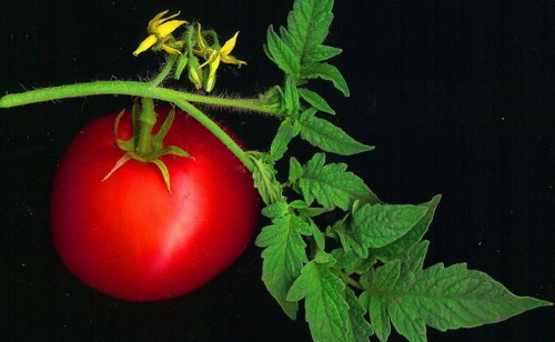 Gsienica wgryza si w jedn rolin pomidora i cae pole staje si nieco bardziej miercionone dla gsienic.