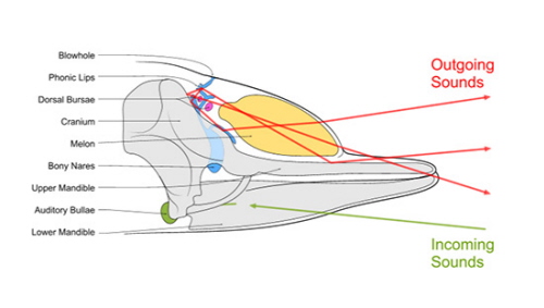 <br />Echolokacja w gowie delfina. Wikipedia