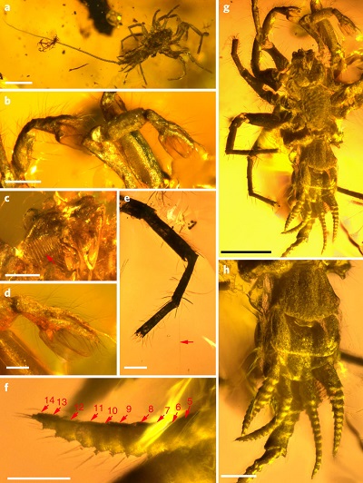 (from paper): a, General habitus. b, General view of pedipalps. c, Detail of chelicerae (arrow points at cuticular striae). d, Detail of palpal tarsi. e, Detail of leg III (arrow points to metatarsal trichobothrium). f, Detail of the posterior lateral spinneret with the spigots. The red arrows indicate segments. g, Ventral view showing the clear, broad sternum. h, Detail of the spinnerets, pygidium and proximal portion of the flagellum. Scale bars: 1 mm in a; 0.2 mm in b–f; 0.5 mm in g and h.