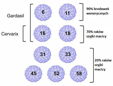 Typy wirusów w najpowszechniejszych obecnie na rynku szczepionkach (Gardasil i Cervarix); wszystkie wymienione na grafice typy obejmuje wprowadzona niedawno szczepionka dziewiciowalentna; https://www.jci.org/articles/view/85446
