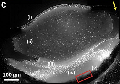 Fluorescence microscopy image of an eye cross section, showing the cell nuclei stained with DAPI (4′,6-diamidino-2-phenylindole). The (i) cornea, (ii) lens, (iii) distal retina, (iv) proximal retina, and (v) concave mirror are indicated.