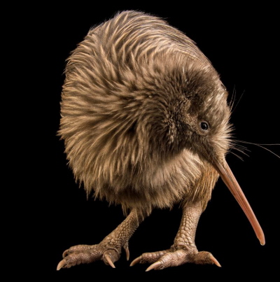 Zagroony kiwi szary, Apteryx rowi, w West Coast Wildlife Centre w Franz Josef, Wyspa Poudniowa, Nowa Zelandia