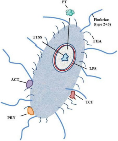 Paeczka krztuca i jej schematycznie przedstawione czynniki zjadliwoci; CC BY, https://www.ncbi.nlm.nih.gov/pmc/articles/PMC4896922/