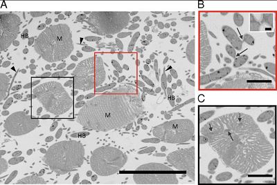 <span>Fungal interactions observed in O. unilateralis s.l.-infected ant muscles. (A) Serial block-face SEM image showing fungal hyphal bodies (HB) and hyphae (arrowheads) occupying the spaces between ant mandible muscle fibers (M). Outlined boxes are shown larger in B and C. (Scale bar, 50 µm.) (B) Connections between hyphal bodies (arrows). (Scale bar, 10 µm.) (Inset) Close-up of connected hyphal bodies. (Scale bar, 1 µm.) (C) Muscle fiber invasion: hyphae have penetrated the membrane of this muscle fiber and are embedded within the muscle cell (arrows). (Scale bar, 10 µm.)</span>