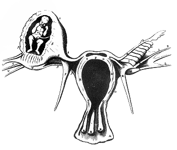 Ciąża pozamaciczna; R. de Graaf, De Mulierum Organis Generationi Inservientibus, reprint z listu Benoit Vassala do Royal Society, 1669; domena publiczna