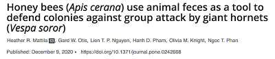 [Pszczoy (Apis cerana) uywaj zwierzcych odchodów jako narzdzia do obrony kolonii przeciwko olbrzymim szerszeniom (Vespa soror)]<br />https://journals.plos.org/plosone/article?id=10.1371/journal.pone.0242668