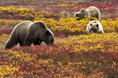Ryc. 1. Samica niedźwiedzia grizzly i jej dwa młode żerują na dzikich jagodach © AlbertHerring, Wikimedia Commons.