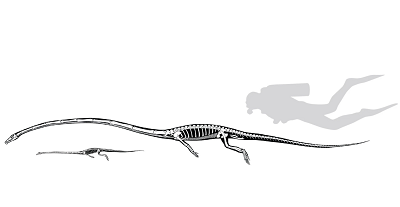 <span>From paper: Figure 3. Interpretative Reconstruction Drawings of </span>Tanystropheus hydroides<span> sp. nov. and </span>Tanystropheus longobardicus<span>. (G) Complete skeletal reconstructions of </span>Tanystropheus hydroides<span> and </span>Tanystropheus longobardicus<span> with the outline of a 170-cm-tall human in scuba diving equipment for scale.</span>