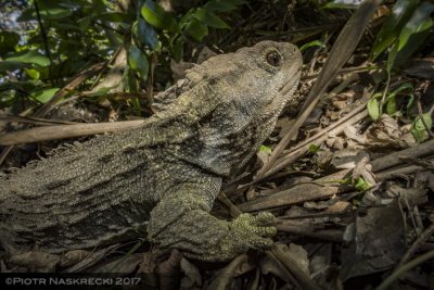Hatteria (tuatara - Sphenodon punctatus)
