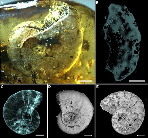 <span>Figure 2 from paper: Ammonite Puzosia (Bhimaites) Matsumoto. (A) Lateral view under light microscopy. (B) Flattened sutures reconstructed by microtomography. (C) Microtomographic reconstruction, apparent view. (D) Microtomographic reconstruction, surface rendering; (E) Microtomographic reconstruction, virtual section. (Scale bars, 2 mm.)</span>