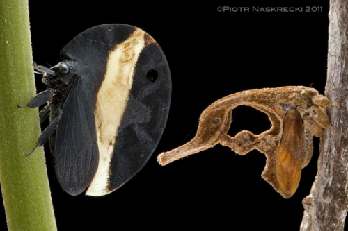 Dwa skrajne przykady morfologii zgarbowatych – Membracis zonata, z przerywanym ubarwieniem, który ukrywa fakt, e jest to owad, i Cladonota ridicula, doskonay naladowca drobiny martwej rolinnoci.