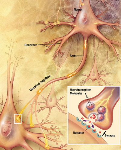 Zakoczenie nerwowe z obrazem poczenia synaptycznego – widoczne pcherzyki synaptyczne; wikipedia, domena publiczna
