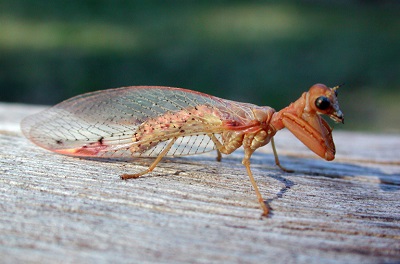 Ditaxis biseriata, dorosa
